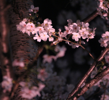 夜桜