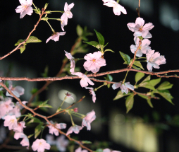 夜桜