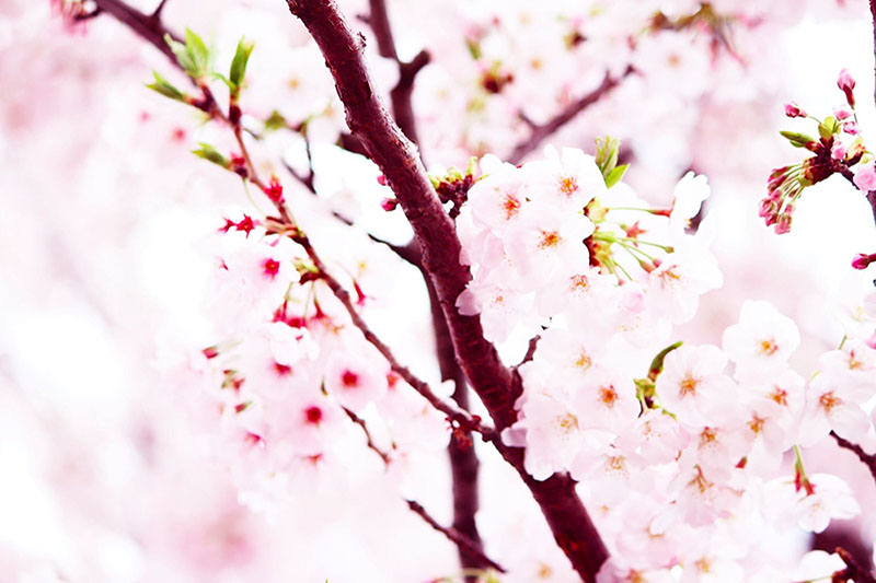 昼桜