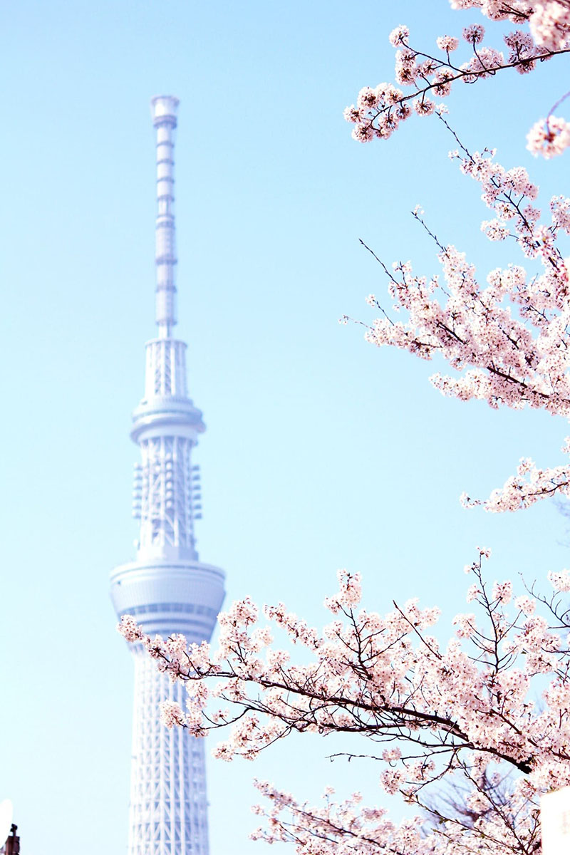 昼桜