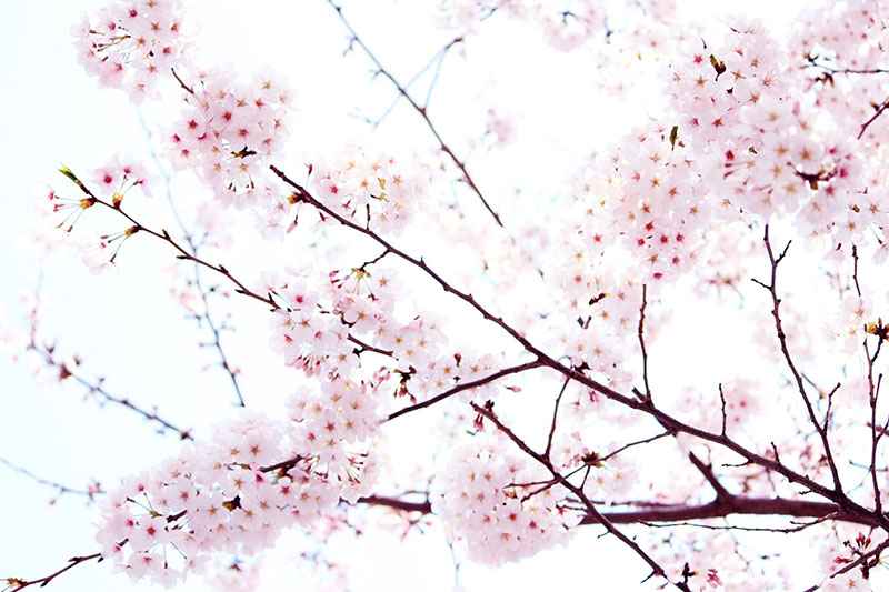 昼桜