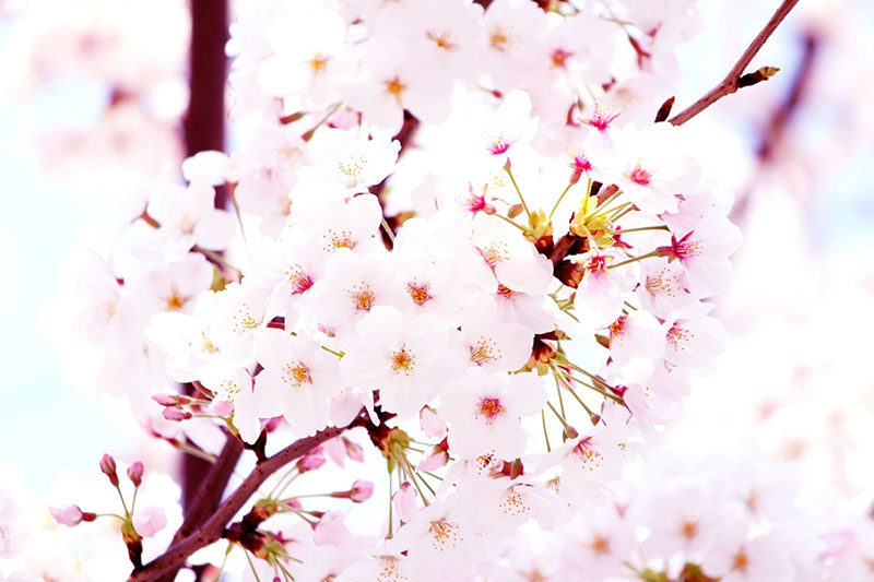 昼桜