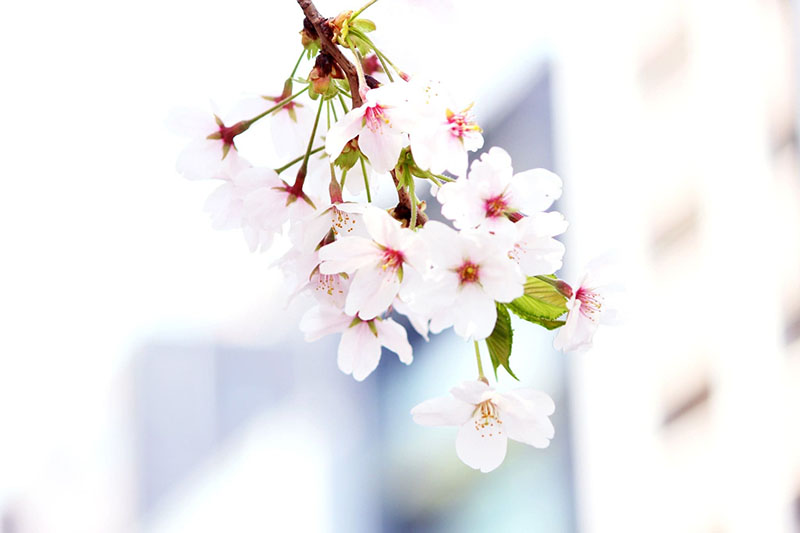 昼桜