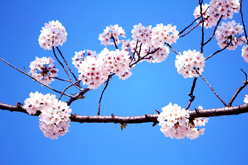 昼桜