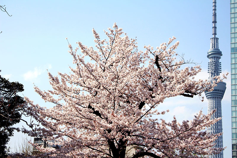 昼桜