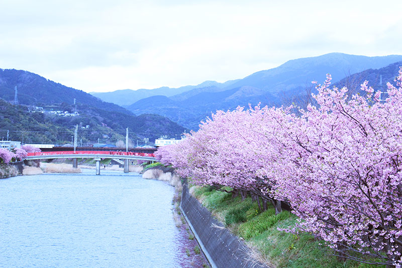 河津桜