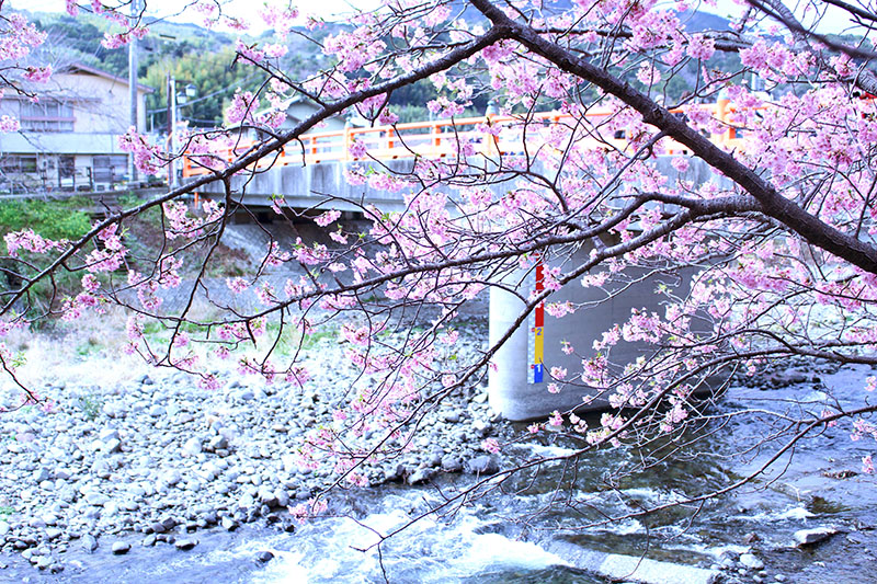 河津桜