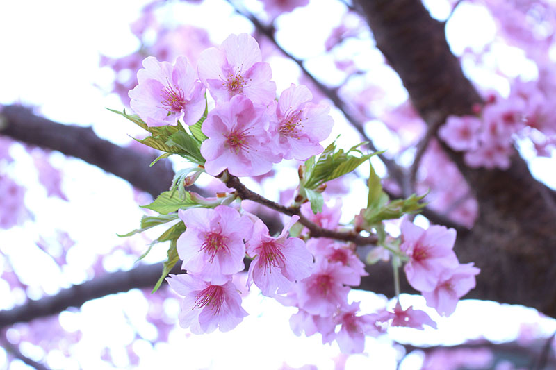 河津桜