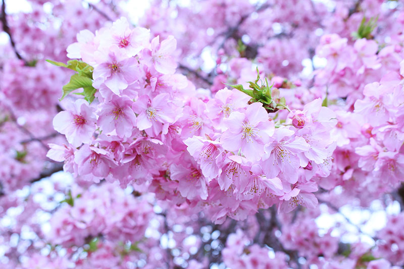 河津桜