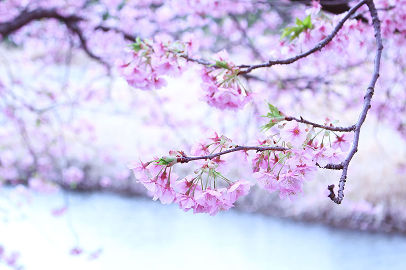 河津桜