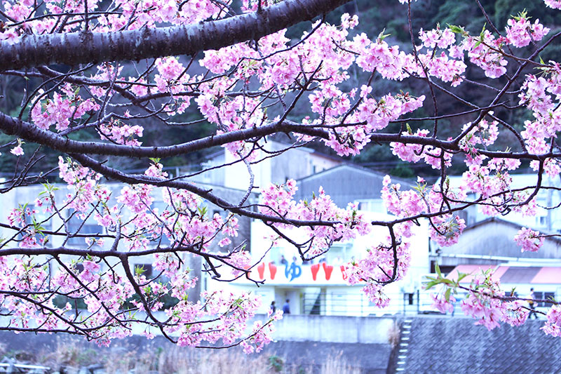 河津桜