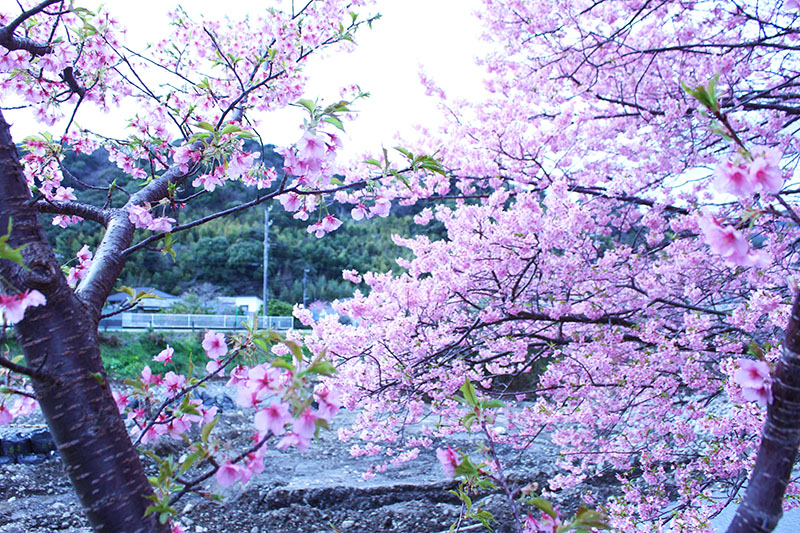 河津桜