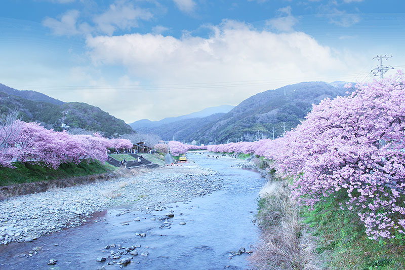 河津桜