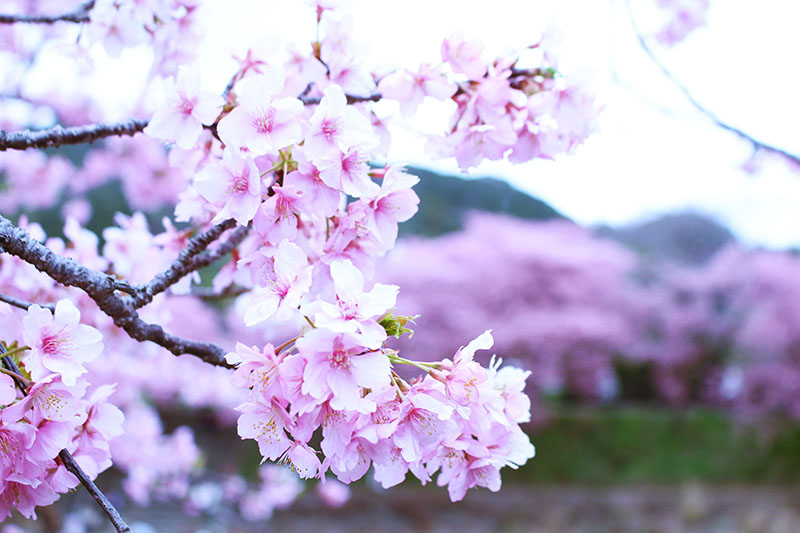 河津桜