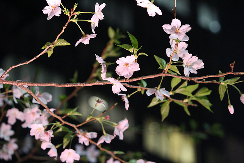 夜桜