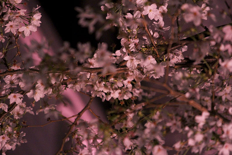 夜桜