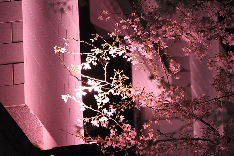 夜桜