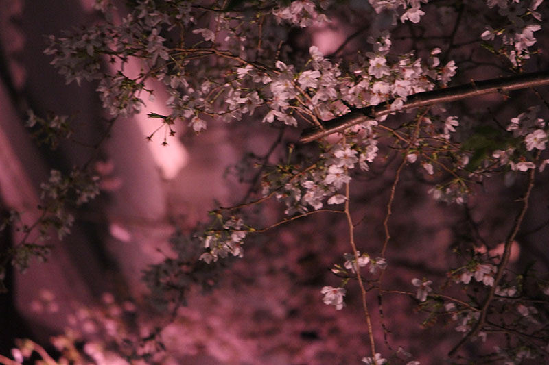 夜桜