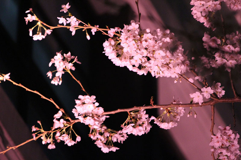 夜桜