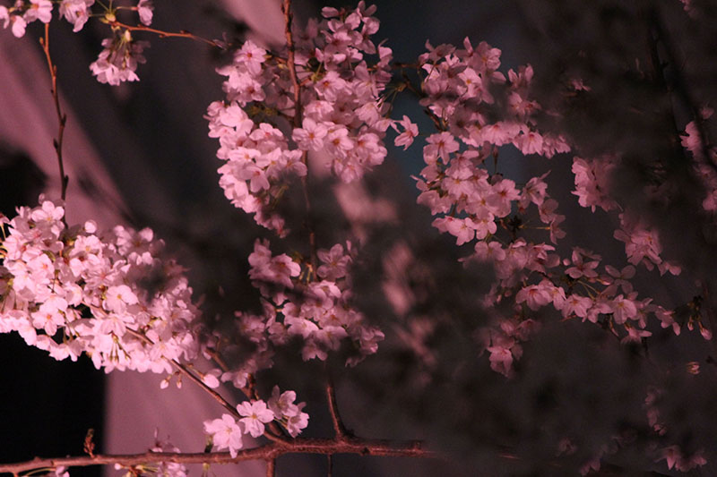 夜桜