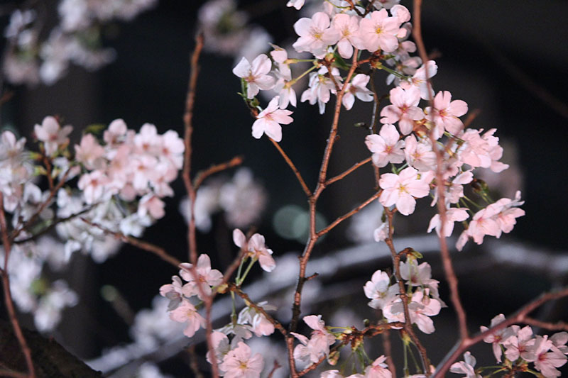 夜桜