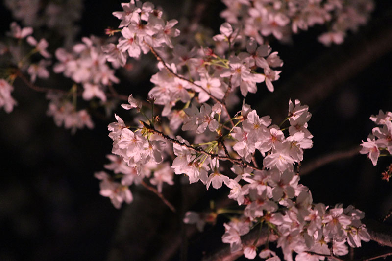 夜桜