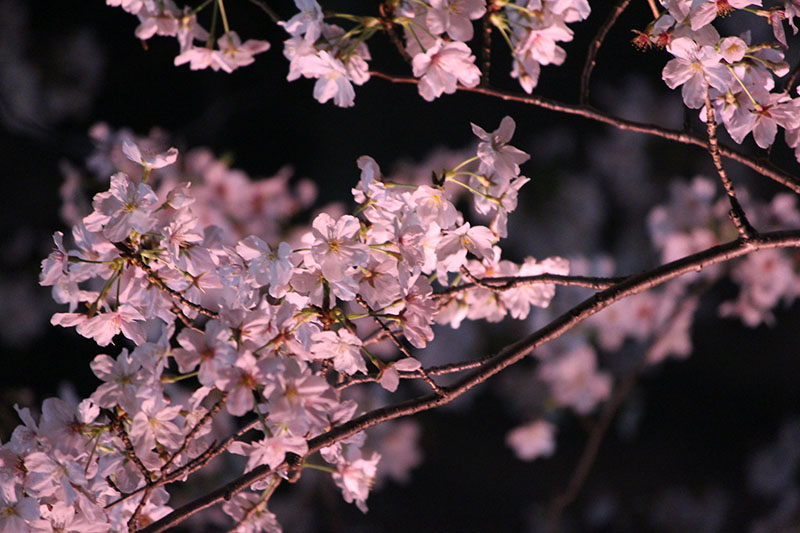 夜桜