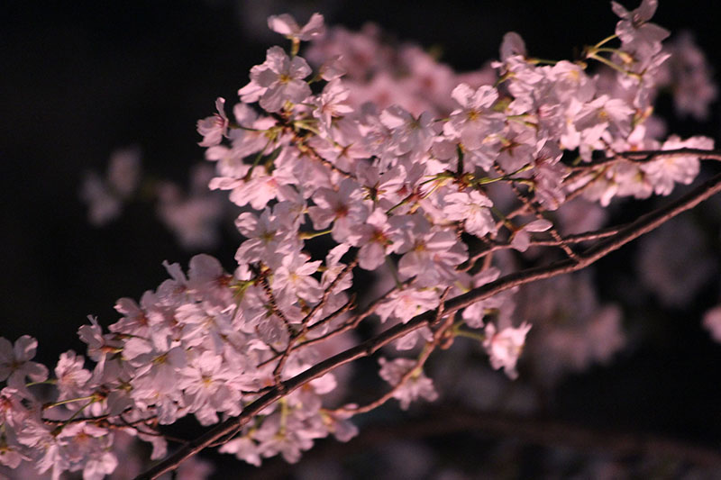 夜桜