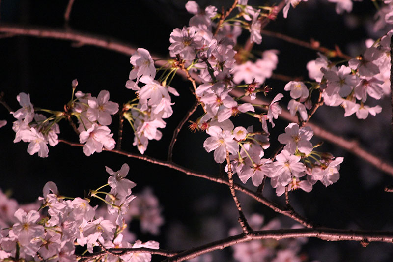 夜桜