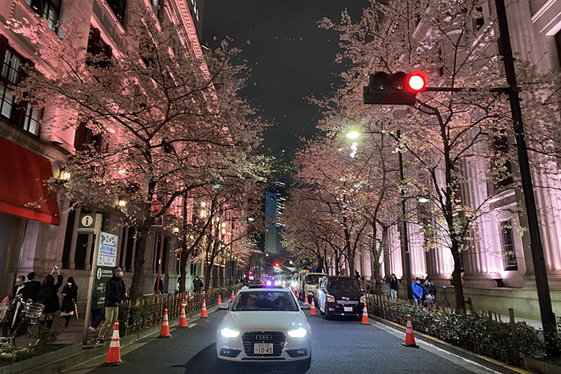 夜桜